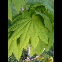 Acer palmatum cv Kinkakure (fam Aceracees) (3)
